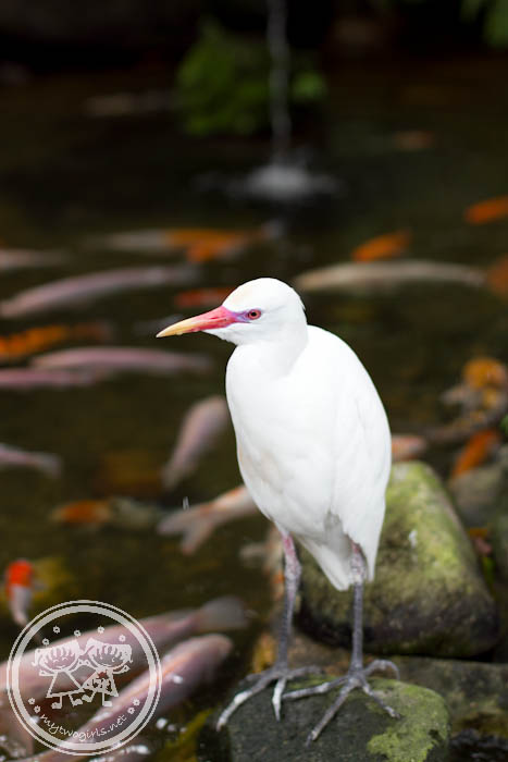 KL Bird Park - Crane?